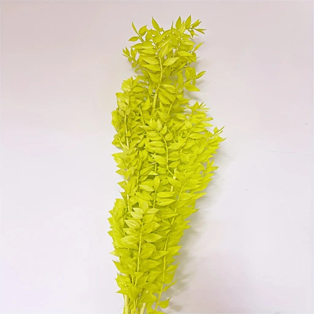Natural Ruscus Dried Bouquet