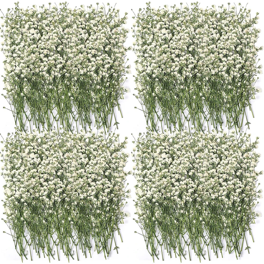 Dried Breath Flowers